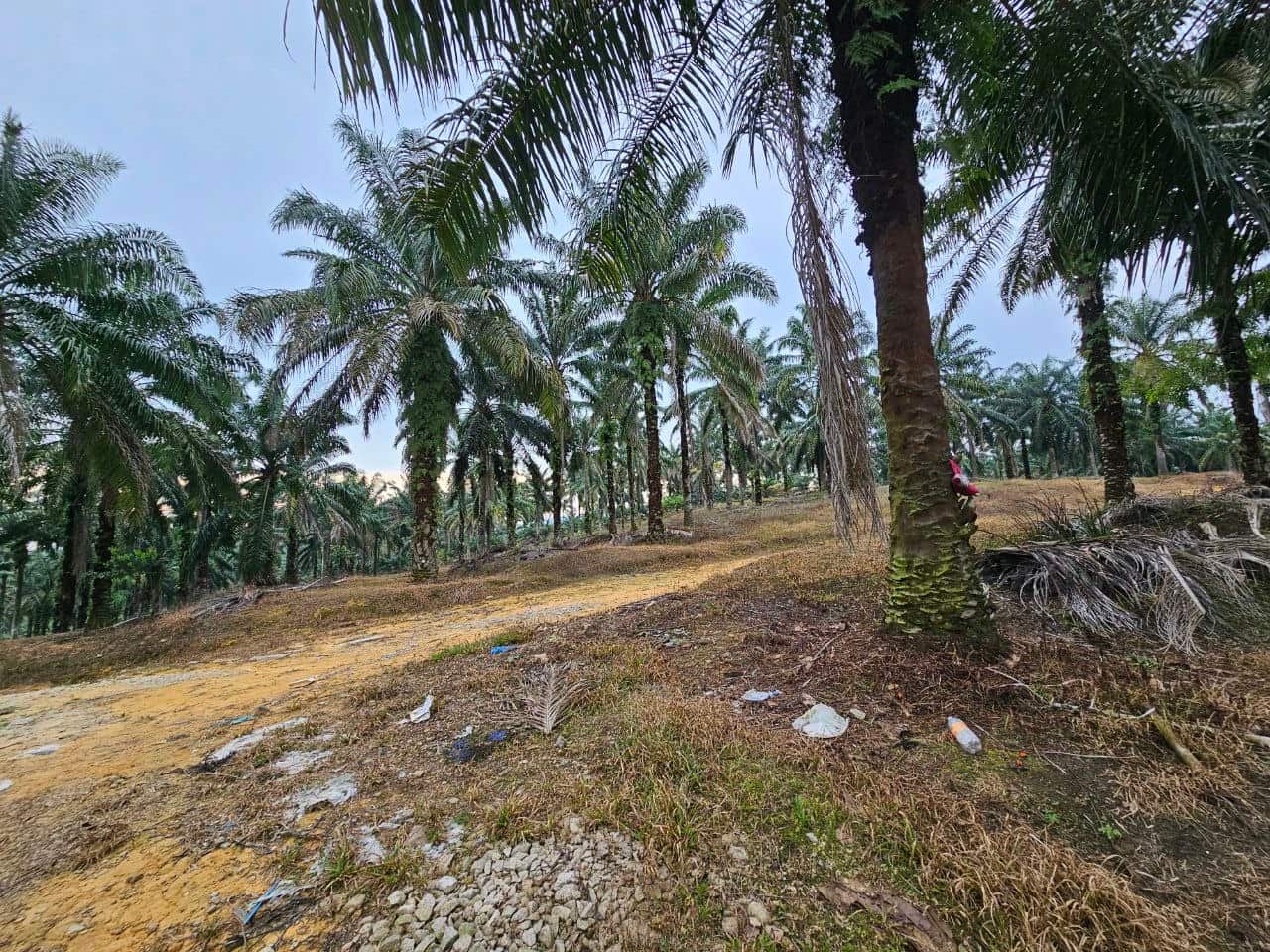 Agricultural Land Ulu Choh 4