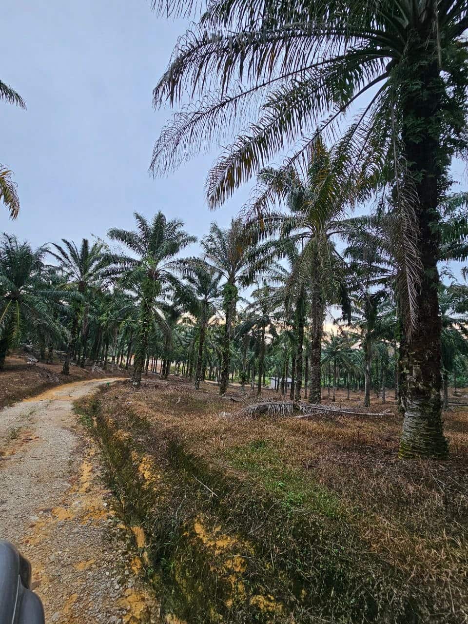 Agricultural Land Ulu Choh 3