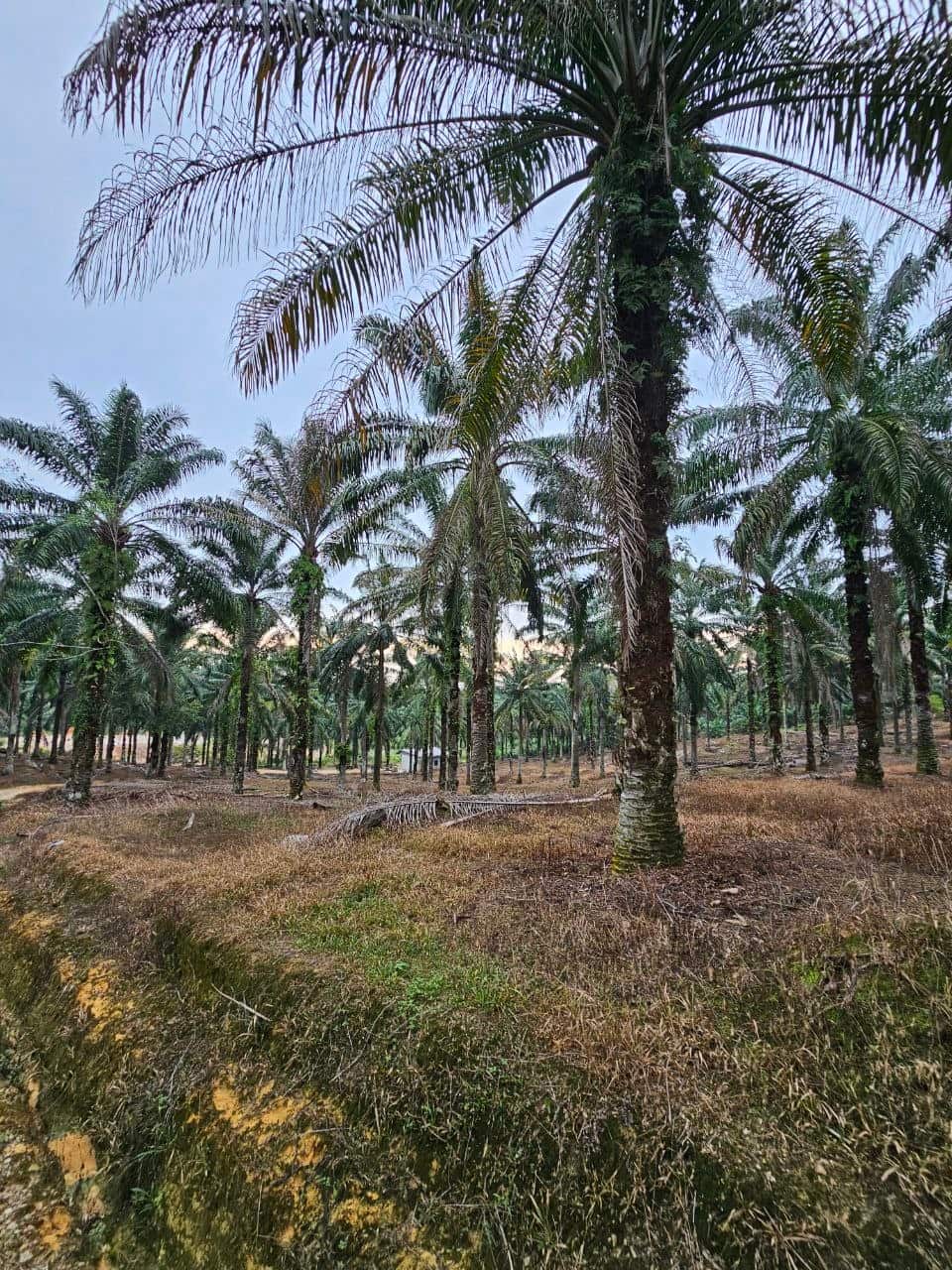 Agricultural Land Ulu Choh 1