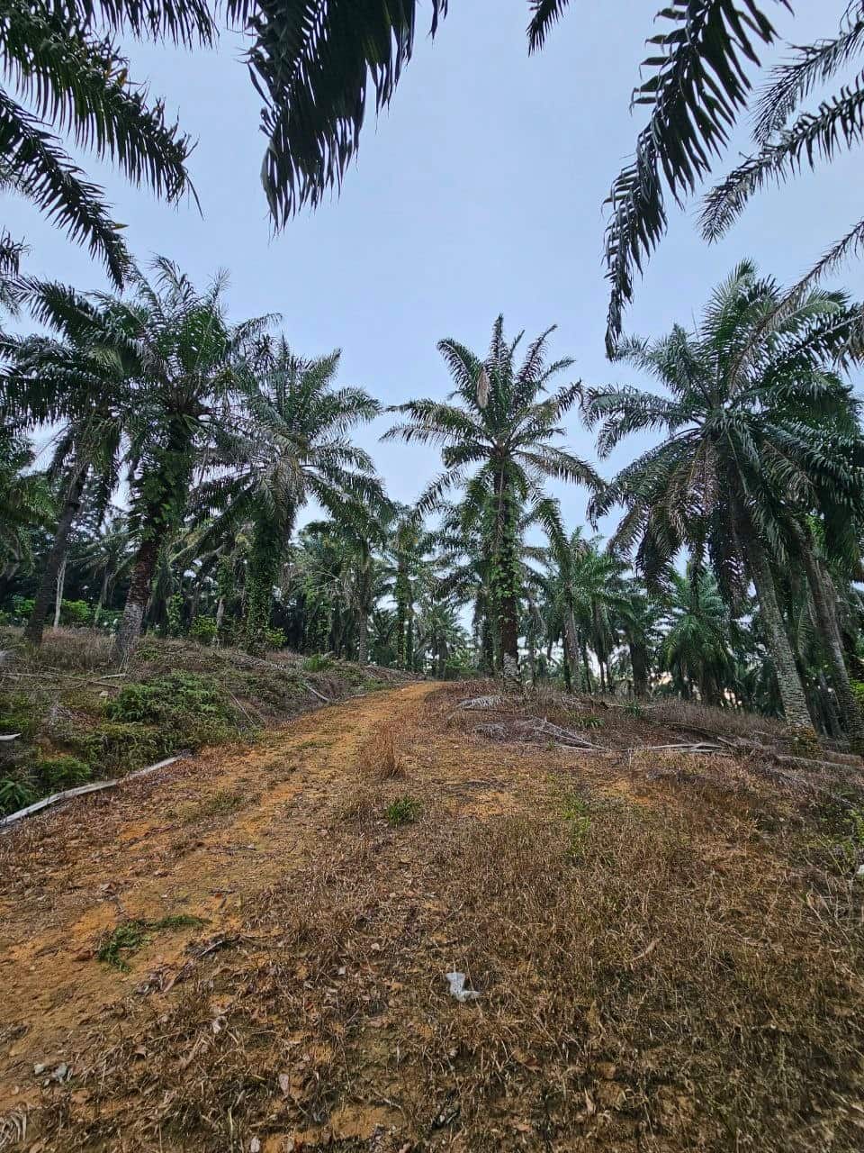 Agricultural Land Ulu Choh 5
