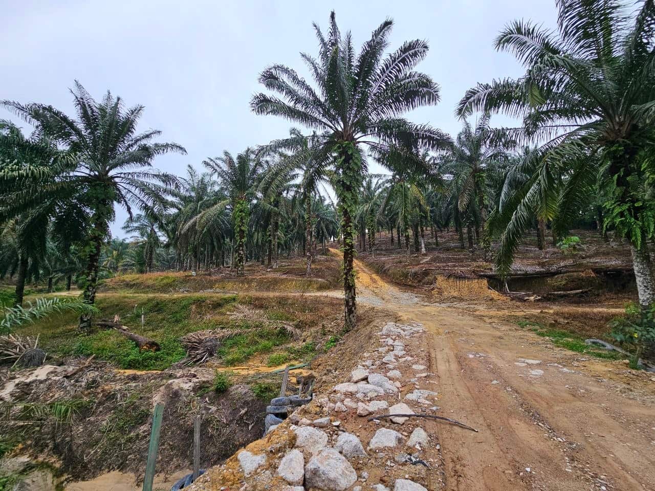 Agricultural Land Ulu Choh 2