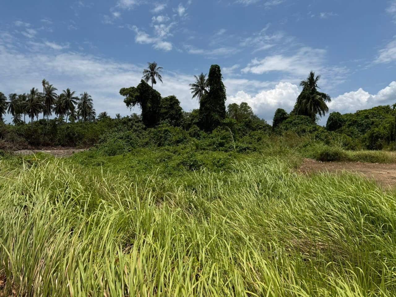 Agriculture Land Mersing 2