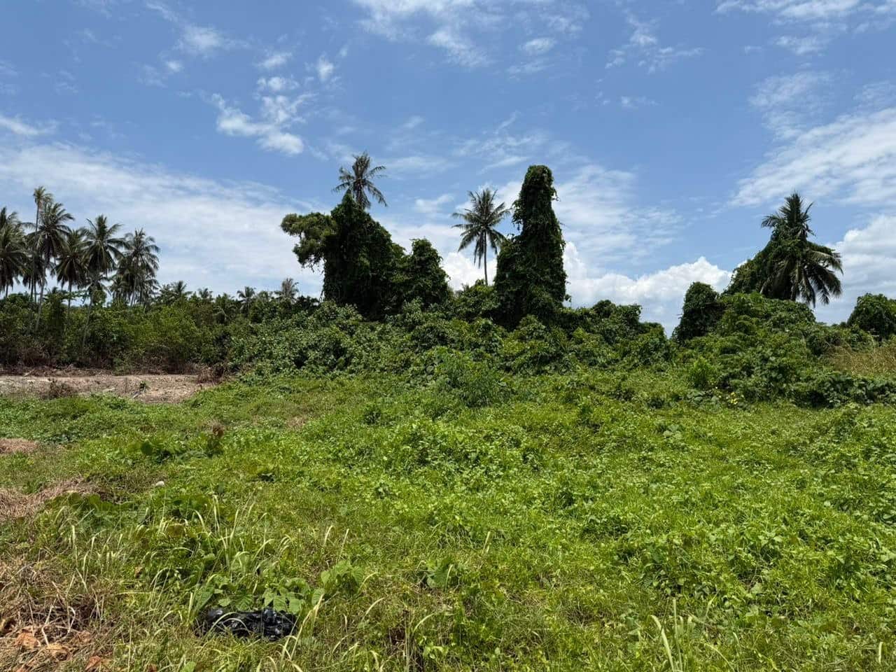 Agriculture Land Mersing 3