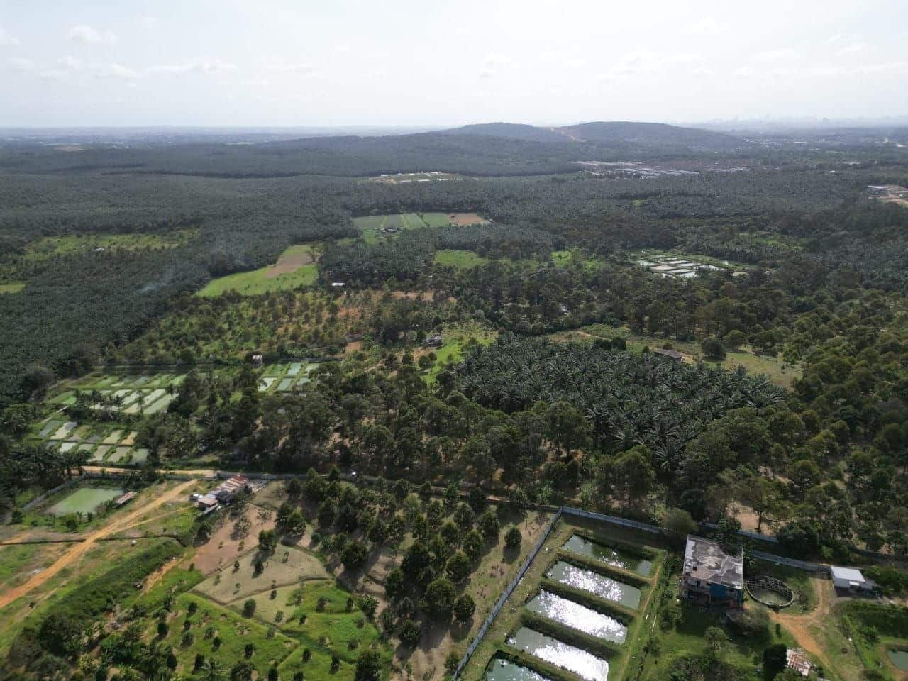 Agriculture land Kangkar Pulai 2