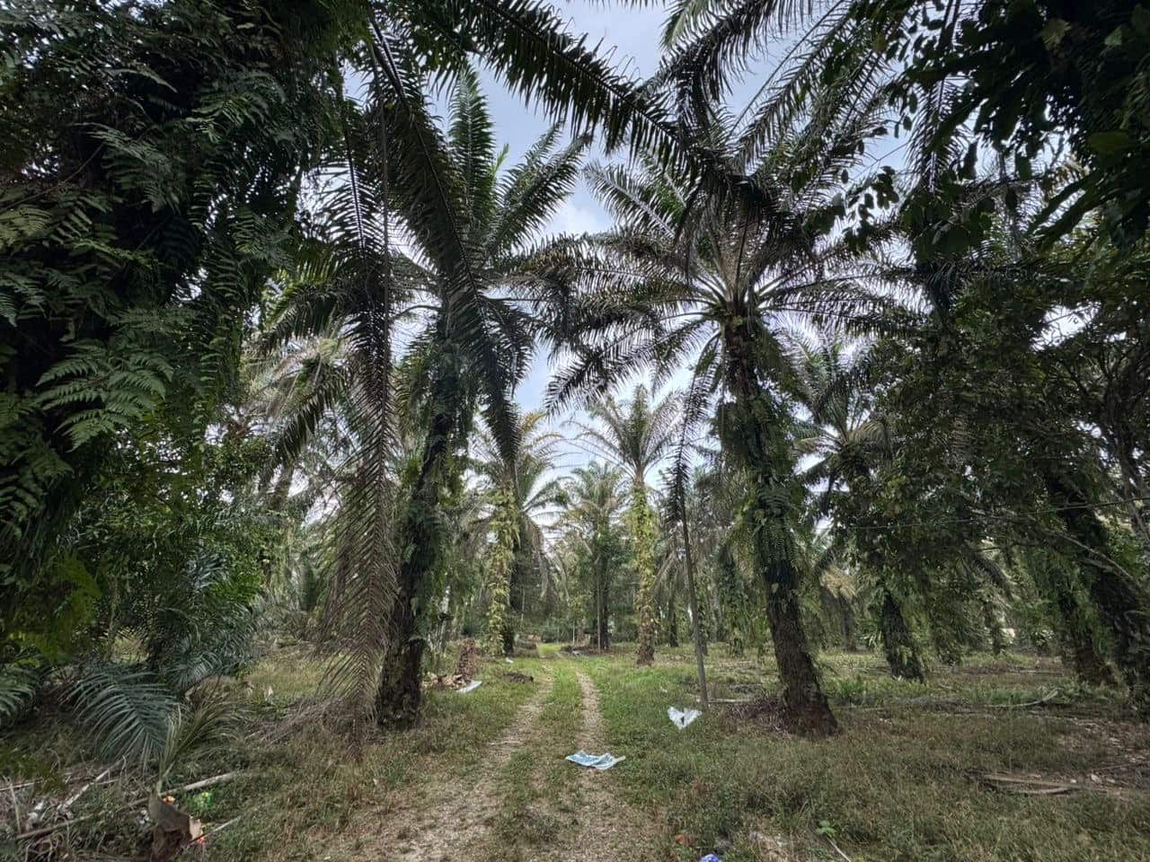 Industrial Land Ulu Choh 5