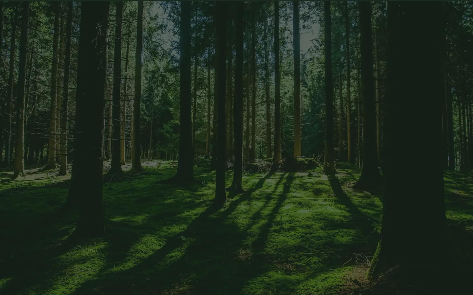 Forest background