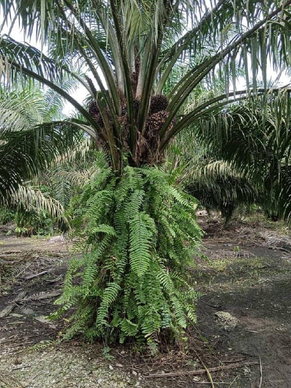 🌴 FOR SALE – PEKAN NANAS OIL PALM LAND 🌴

📍 Pekan … – photo 1