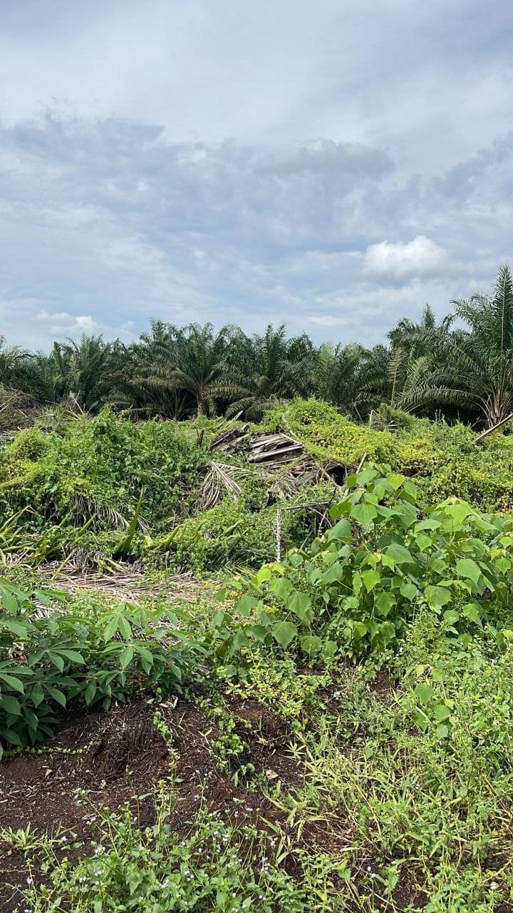 Land Mukim Ayer Baloi – photo 1