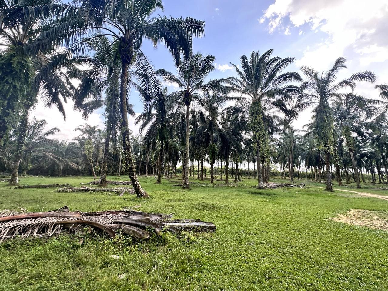Agricultural land Pekan Nanas Jalan Sawah