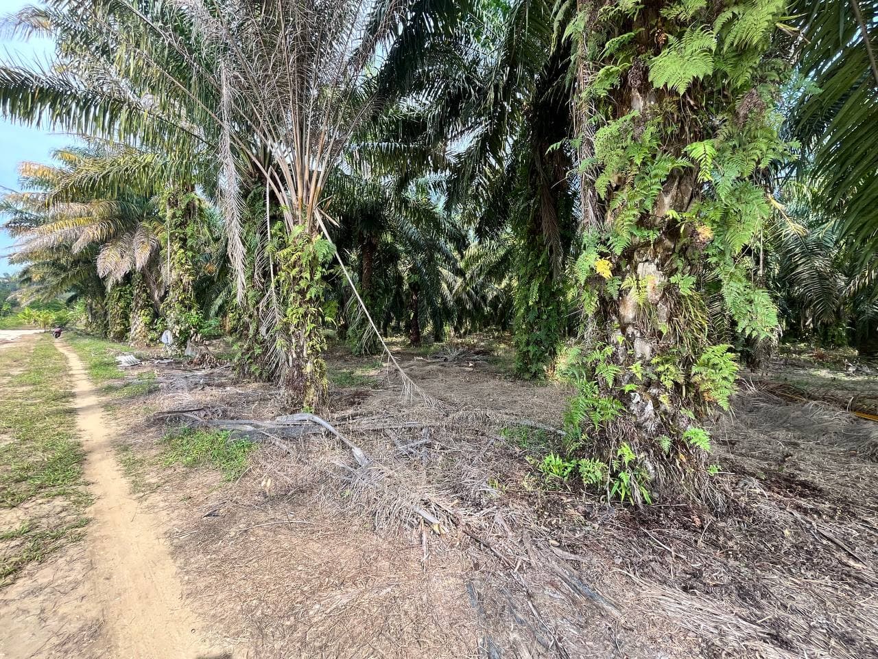 Agricultural Land Kangkar Pulai 3