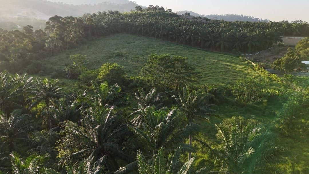 Agricultural Land Central Pontian