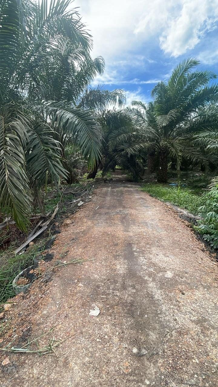 Agriculture Land Mukim Ayer Baloi – photo 1