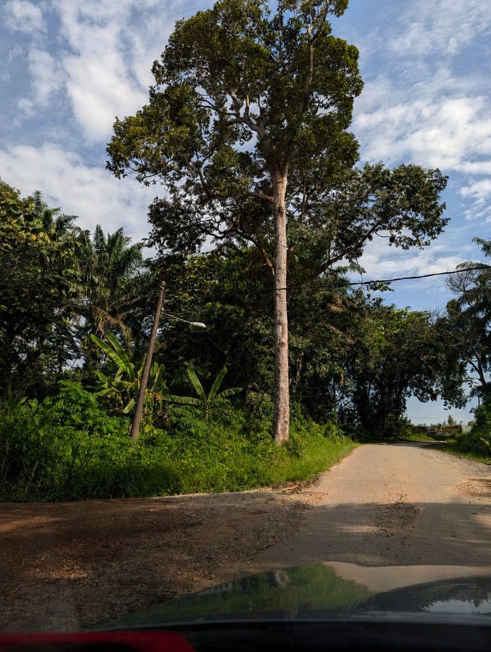 Agriculture Land Sungai Mincho – photo 1