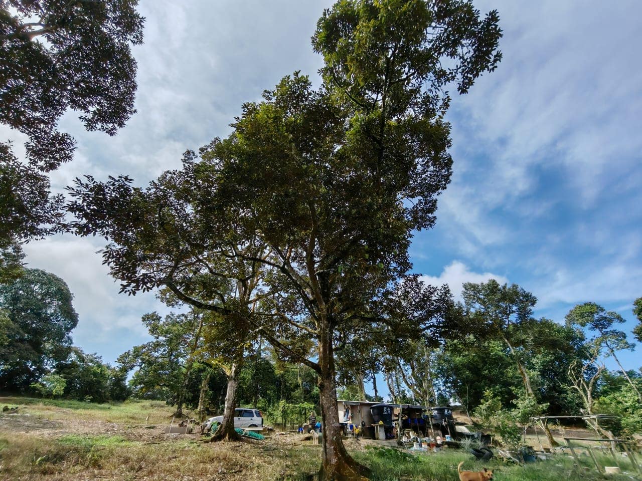 Agricultural Land Kangkar Pulai – photo 1