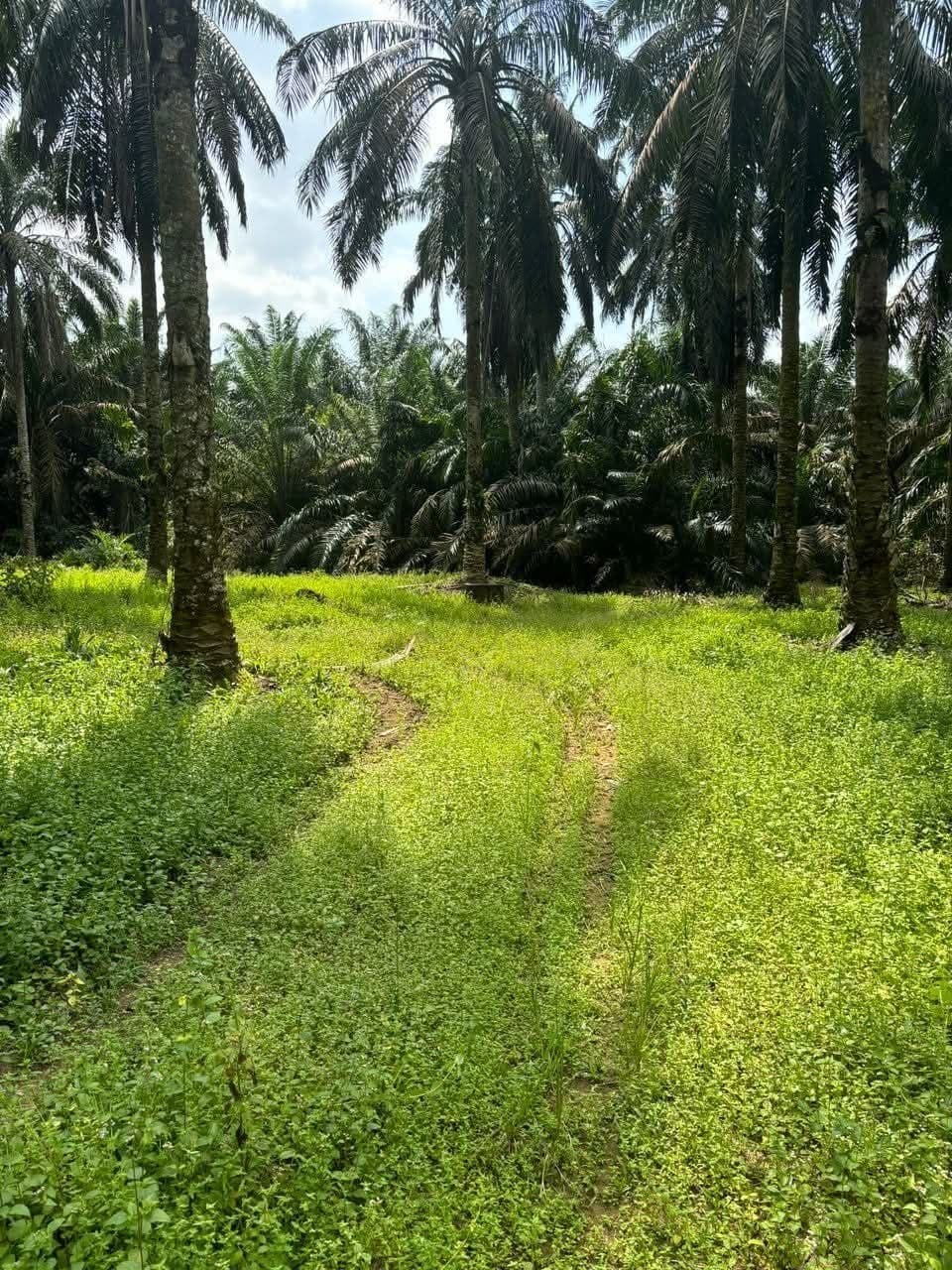 Land Seelong – photo 1