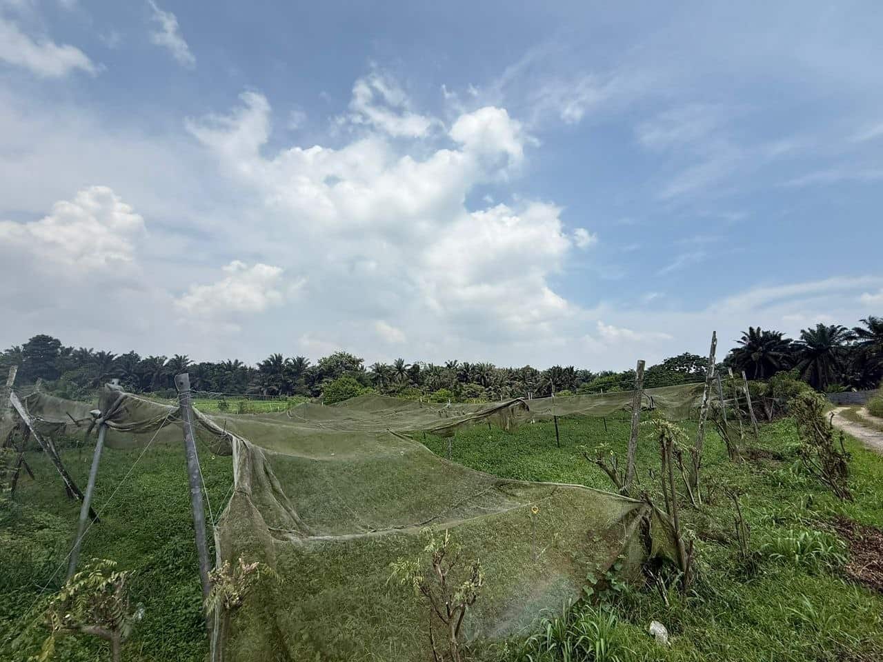 Agricultural Land Desa Cemerlang