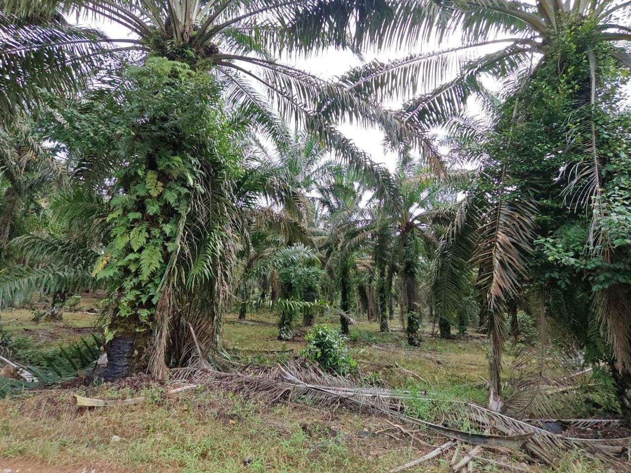 Agricultural Land Sengkang – photo 1