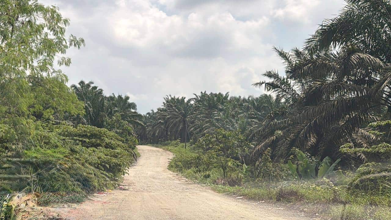Agriculture Land Seelong Senai