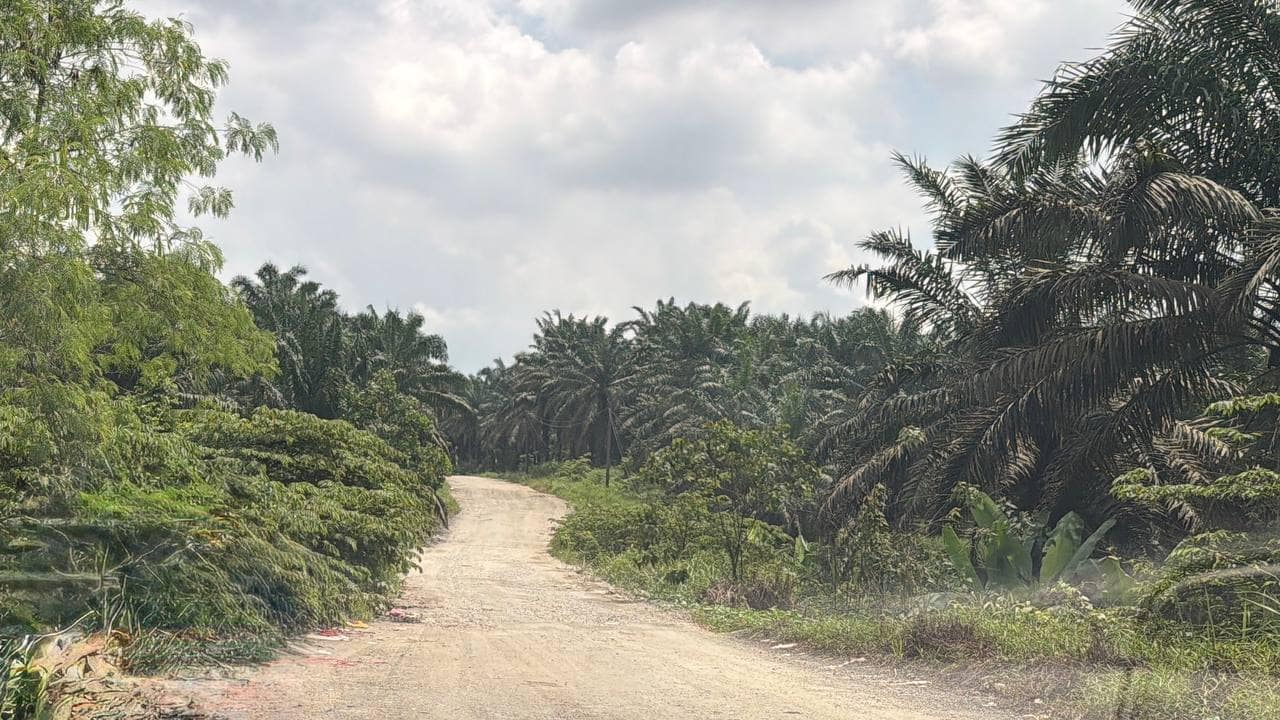 Agriculture Land Seelong Senai – photo 1