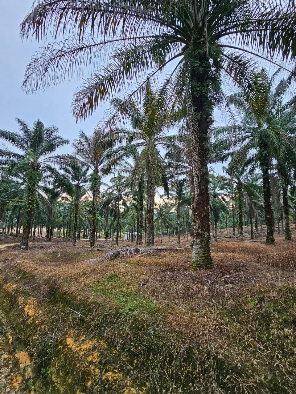 Agricultural Land Ulu Choh – photo 1