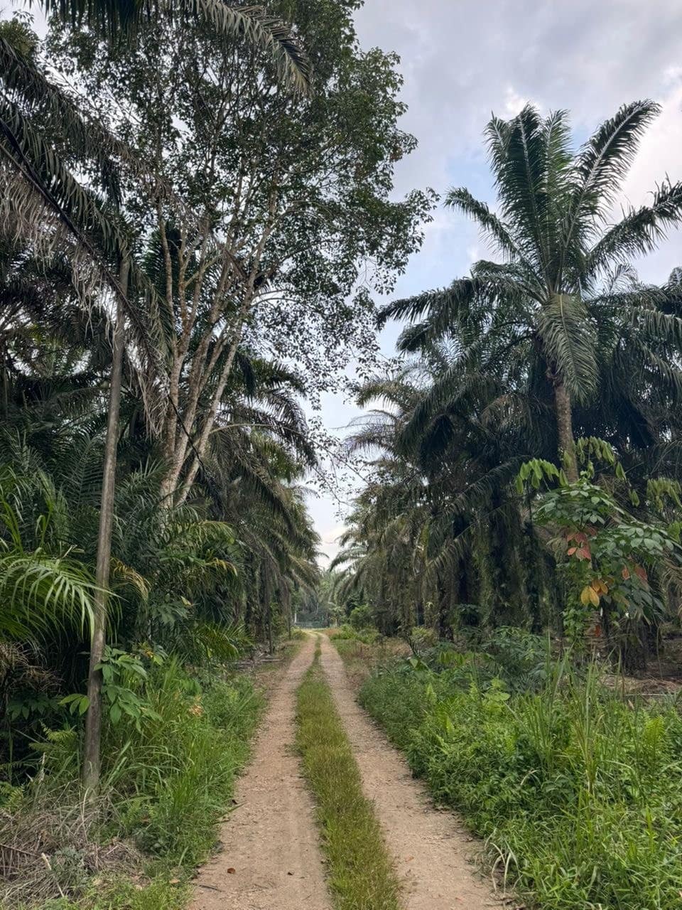 Industrial Land Ulu Choh – photo 1